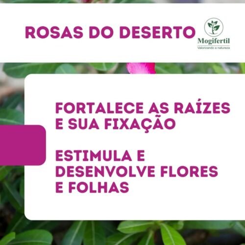 Substrato Para Rosa Do Deserto 2Kg - Image 3